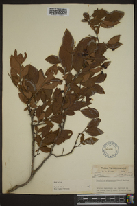 Vaccinium atrococcum image