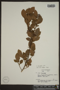 Vaccinium atrococcum image