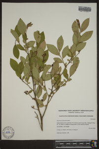 Vaccinium atrococcum image