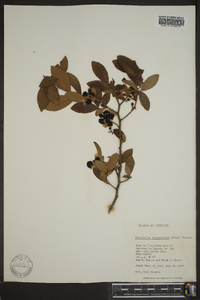 Vaccinium atrococcum image