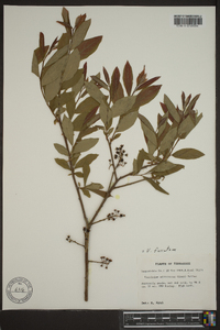 Vaccinium atrococcum image