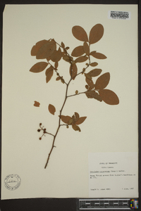 Vaccinium atrococcum image