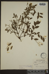 Vaccinium atrococcum image