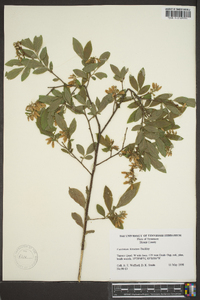 Vaccinium hirsutum image