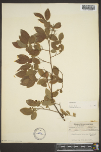 Vaccinium hirsutum image