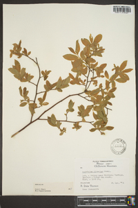 Vaccinium hirsutum image