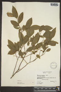 Vaccinium hirsutum image