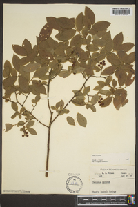 Vaccinium hirsutum image