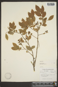 Vaccinium hirsutum image