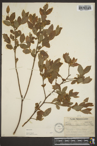 Vaccinium hirsutum image