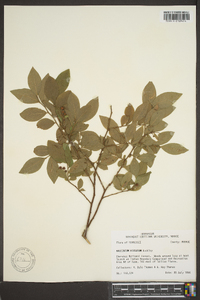 Vaccinium hirsutum image