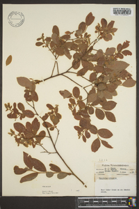 Vaccinium hirsutum image