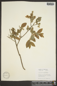 Vaccinium hirsutum image