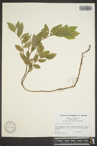 Vaccinium hirsutum image