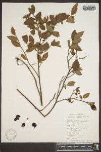 Vaccinium hirsutum image