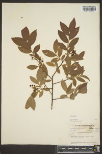 Vaccinium hirsutum image