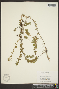 Vaccinium macrocarpon image