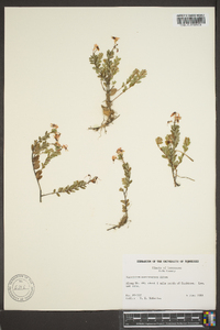 Vaccinium macrocarpon image