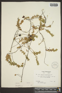 Vaccinium macrocarpon image