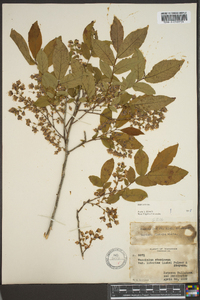 Vaccinium stamineum var. interius image