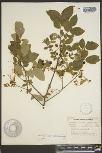 Vaccinium stamineum var. interius image