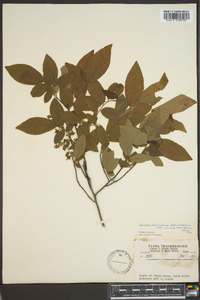 Vaccinium stamineum var. interius image