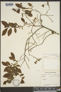 Vaccinium stamineum var. interius image