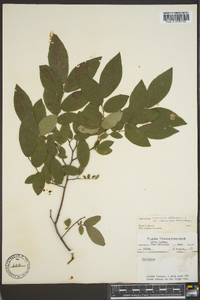 Vaccinium stamineum var. interius image