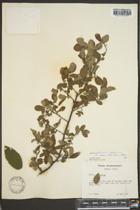 Vaccinium stamineum var. interius image