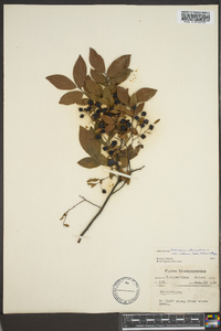 Vaccinium stamineum var. interius image