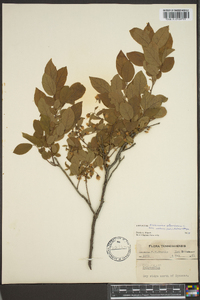 Vaccinium stamineum var. interius image