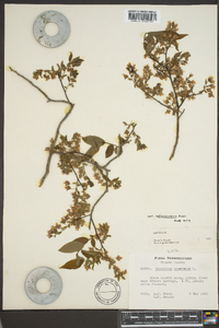 Vaccinium stamineum var. melanocarpum image