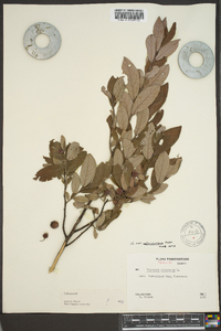 Vaccinium stamineum var. melanocarpum image