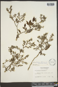 Vaccinium stamineum var. melanocarpum image