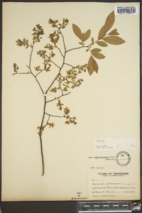 Vaccinium stamineum var. melanocarpum image