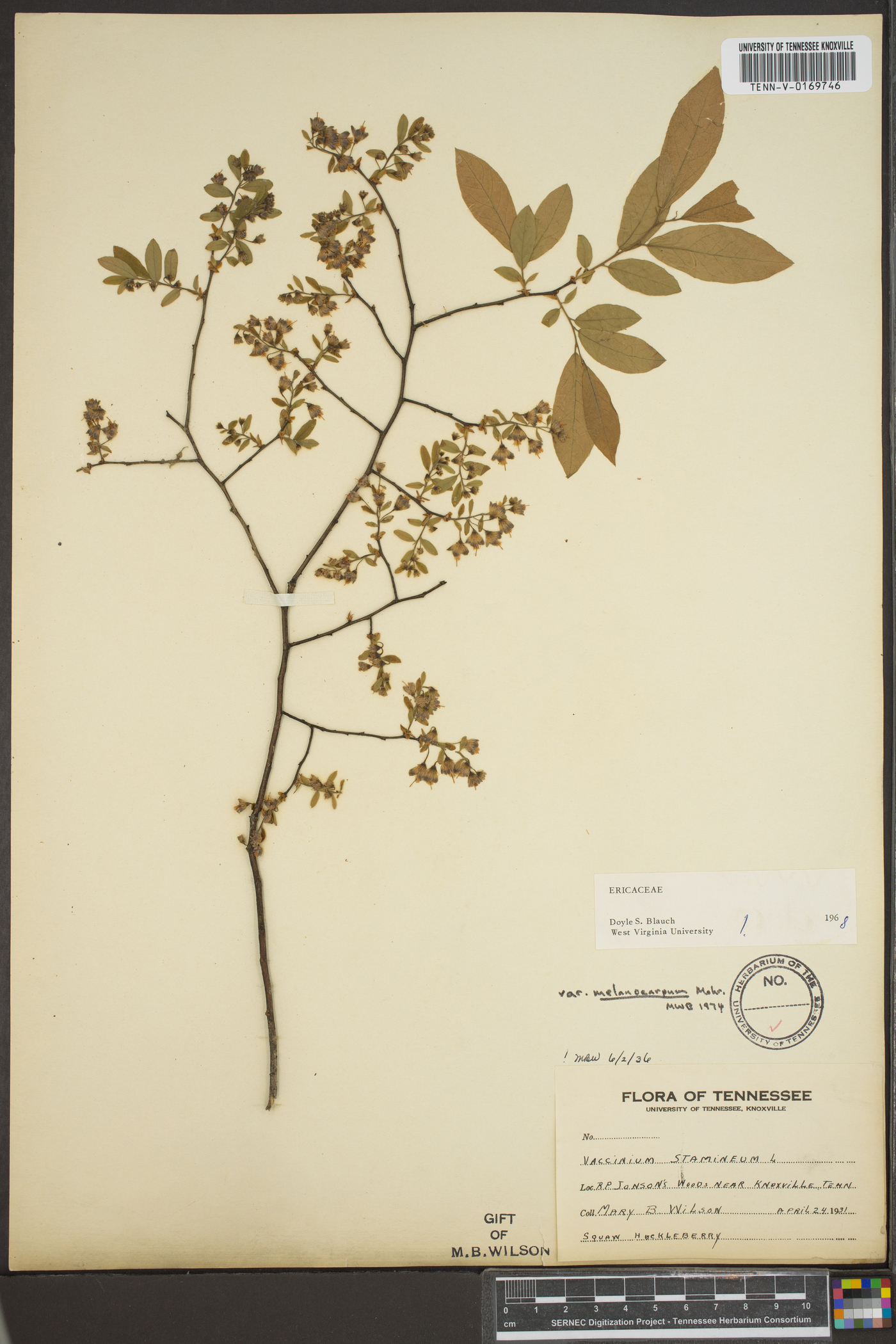 Vaccinium stamineum var. melanocarpum image