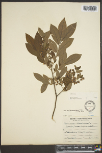 Vaccinium stamineum var. melanocarpum image