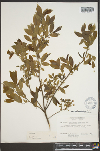 Vaccinium stamineum var. melanocarpum image