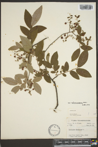 Vaccinium stamineum var. melanocarpum image