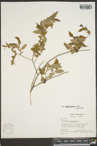 Vaccinium stamineum var. melanocarpum image