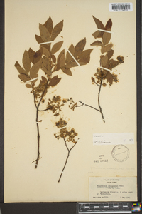 Vaccinium stamineum var. melanocarpum image