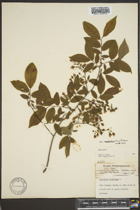 Vaccinium stamineum var. neglectum image