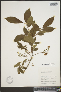 Vaccinium stamineum var. neglectum image