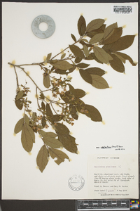 Vaccinium stamineum var. neglectum image