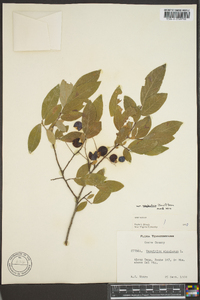 Vaccinium stamineum var. neglectum image