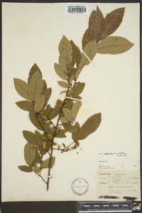Vaccinium stamineum var. neglectum image