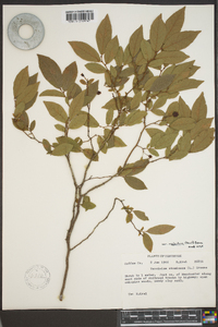 Vaccinium stamineum var. neglectum image