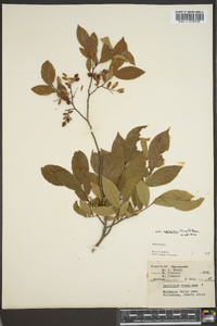 Vaccinium stamineum var. neglectum image