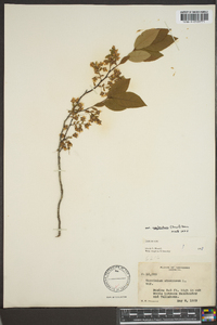 Vaccinium stamineum var. neglectum image