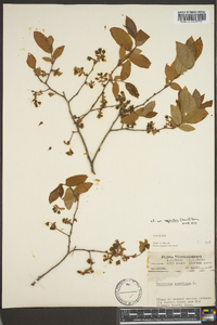 Vaccinium stamineum var. neglectum image